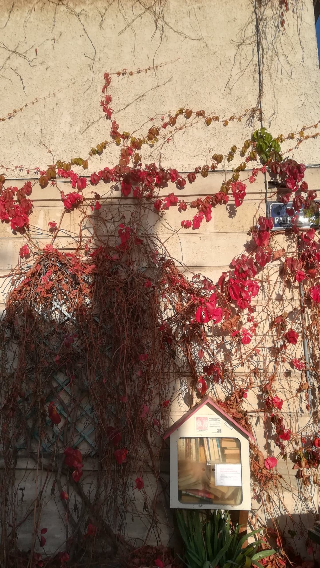 Sur une façade beige, du lierre rouge, par endroits vert, l'escalade presque jusqu'au toit. En haut, à droite, dissimulé en partie par les feuilles, le nom de la rue : Faidherbe. Près de la moitié de l'image, à gauche, est assombrie par les maisons de l'autre côté de la rue, derrière le·la spectateur·trice. À l'interstice entre l'ombre et la lumière, une maisonnette, comme un nichoir à oiseaux, près du sol, est accrochée à la façade. À l'intérieur, des livres, en libre-service. En-dessous, une plante verte aux feuilles larges et longues.