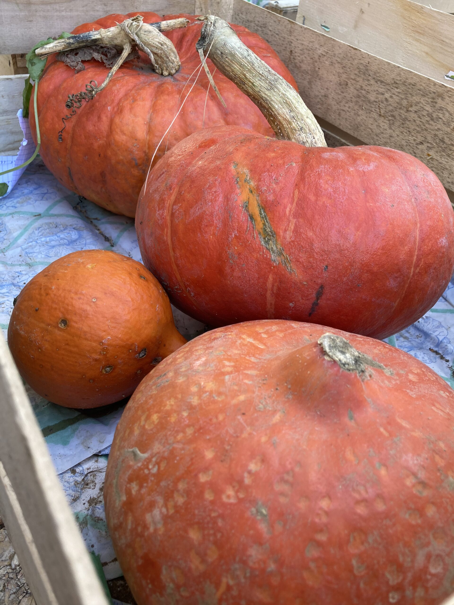 4 citrouilles dans une cagette