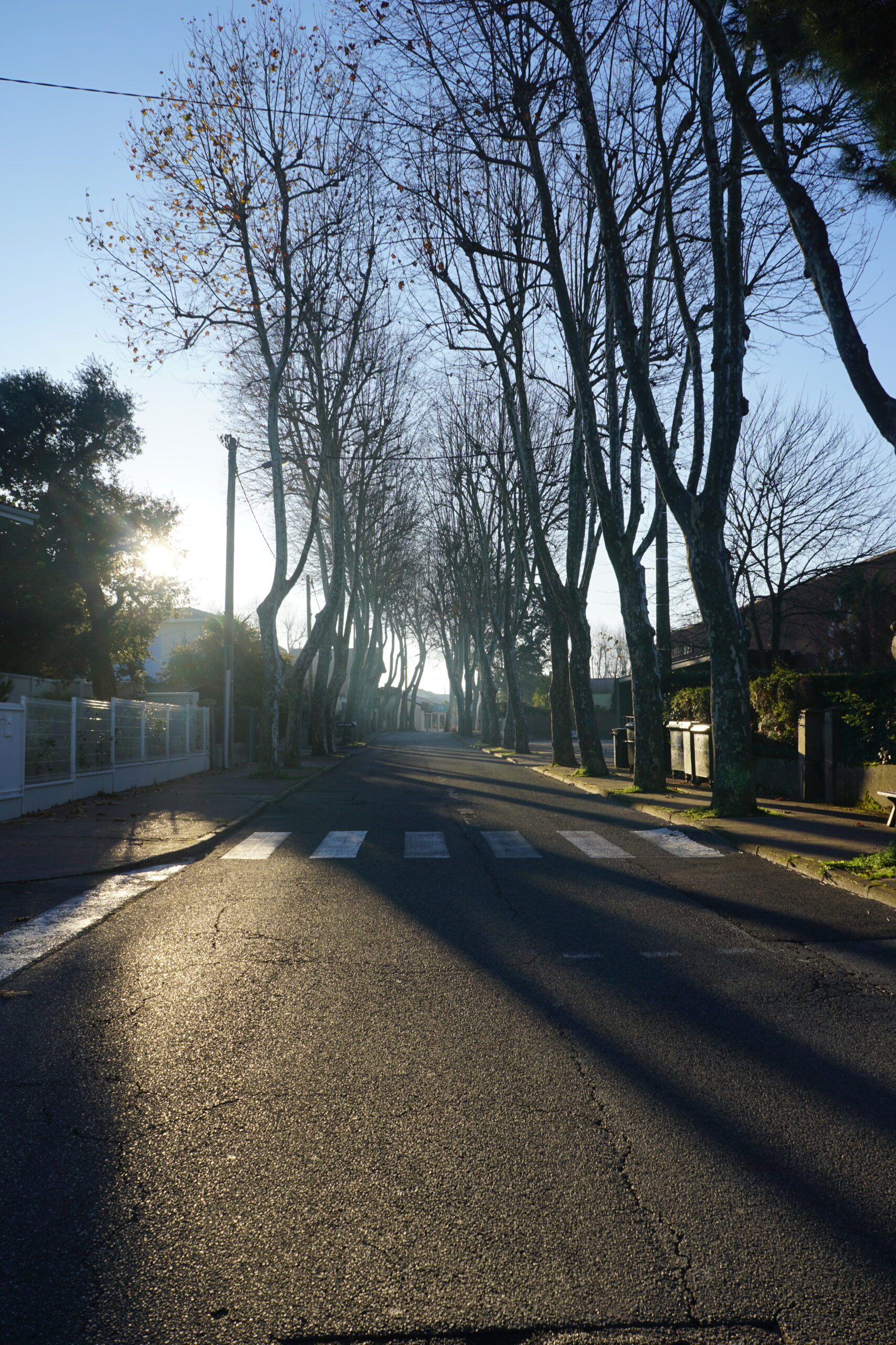 Photographie d'une rue déserte où les arbres forment des ombres chinoises sur le sol.