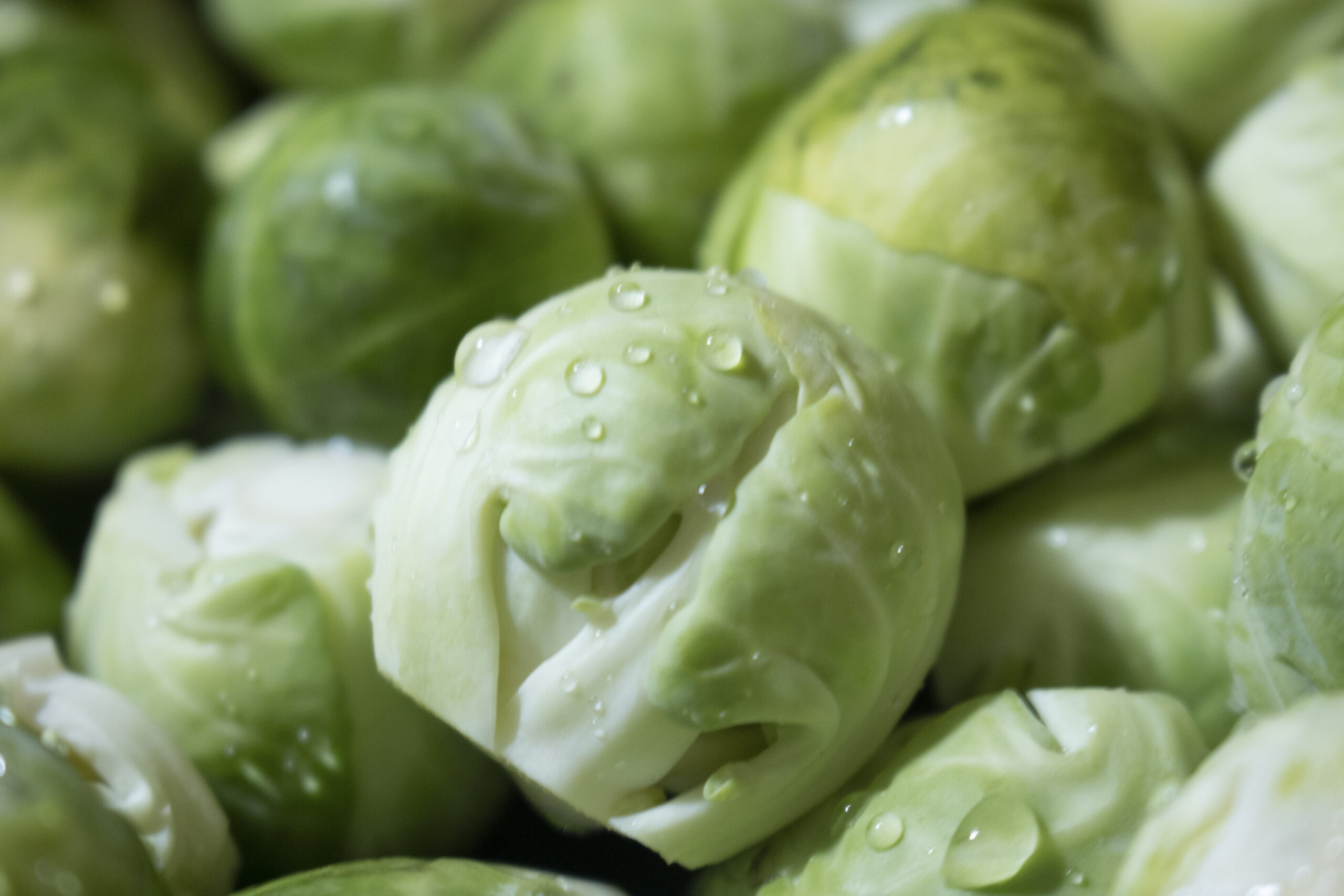 Plusieurs choux de Bruxelles en gros plan. Il y a des goutes d'eau fines dessus. Ils sont verts et l'image est très colorée de ce fait.