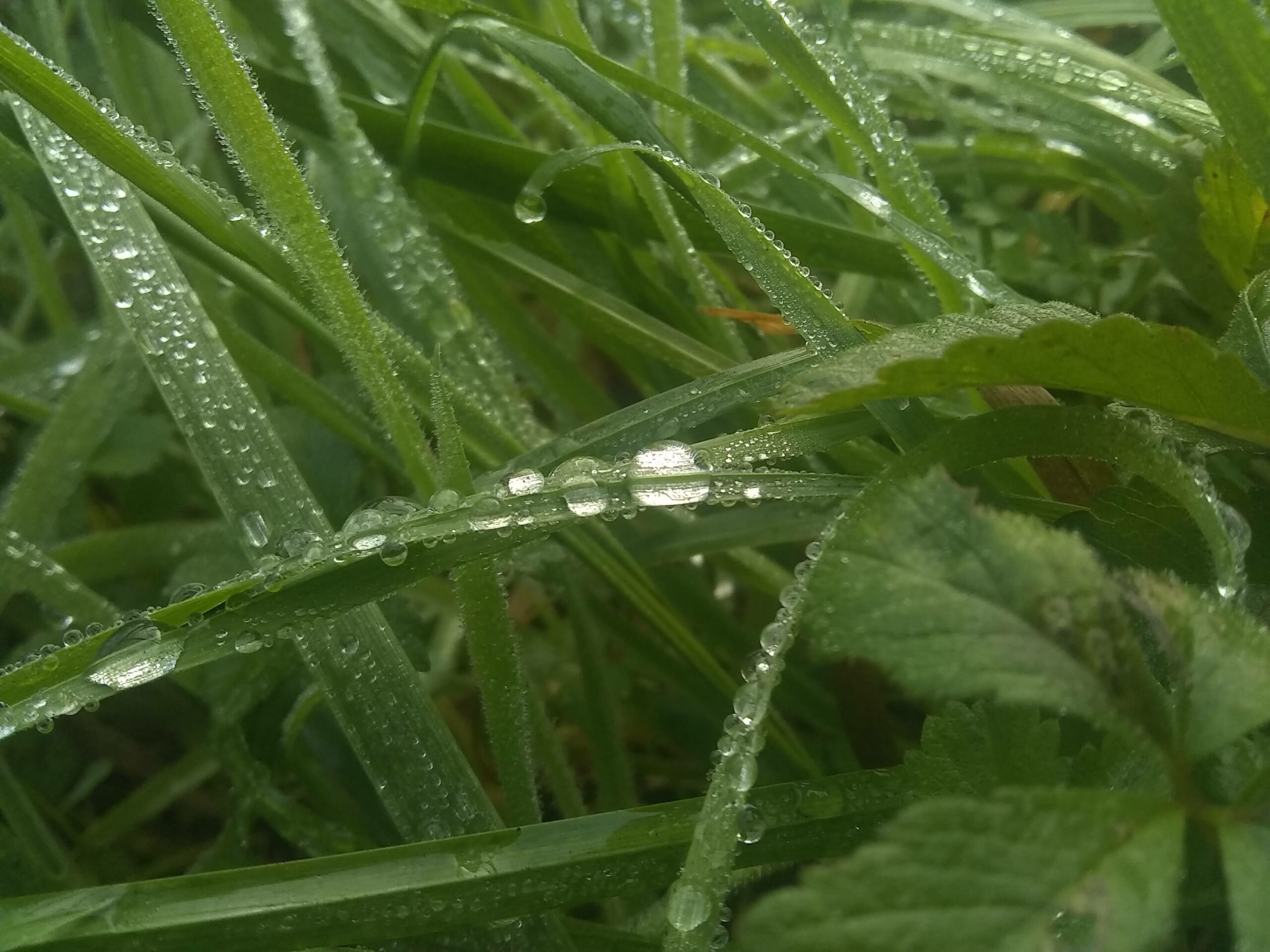 Rosée sur l'herbe