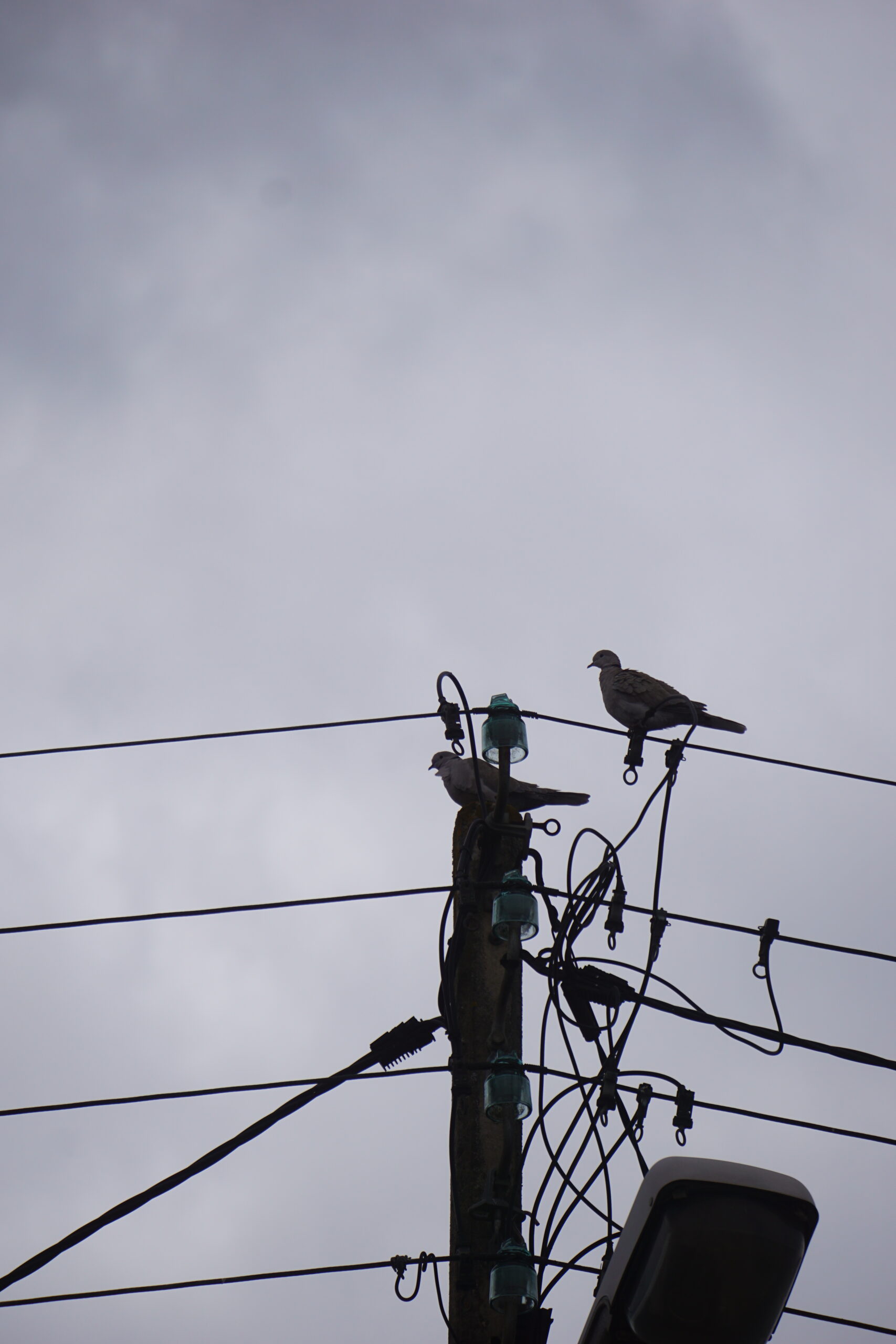 Photographie de deux tourterelles posées sur un poteau électrique. Le ciel est couvert.