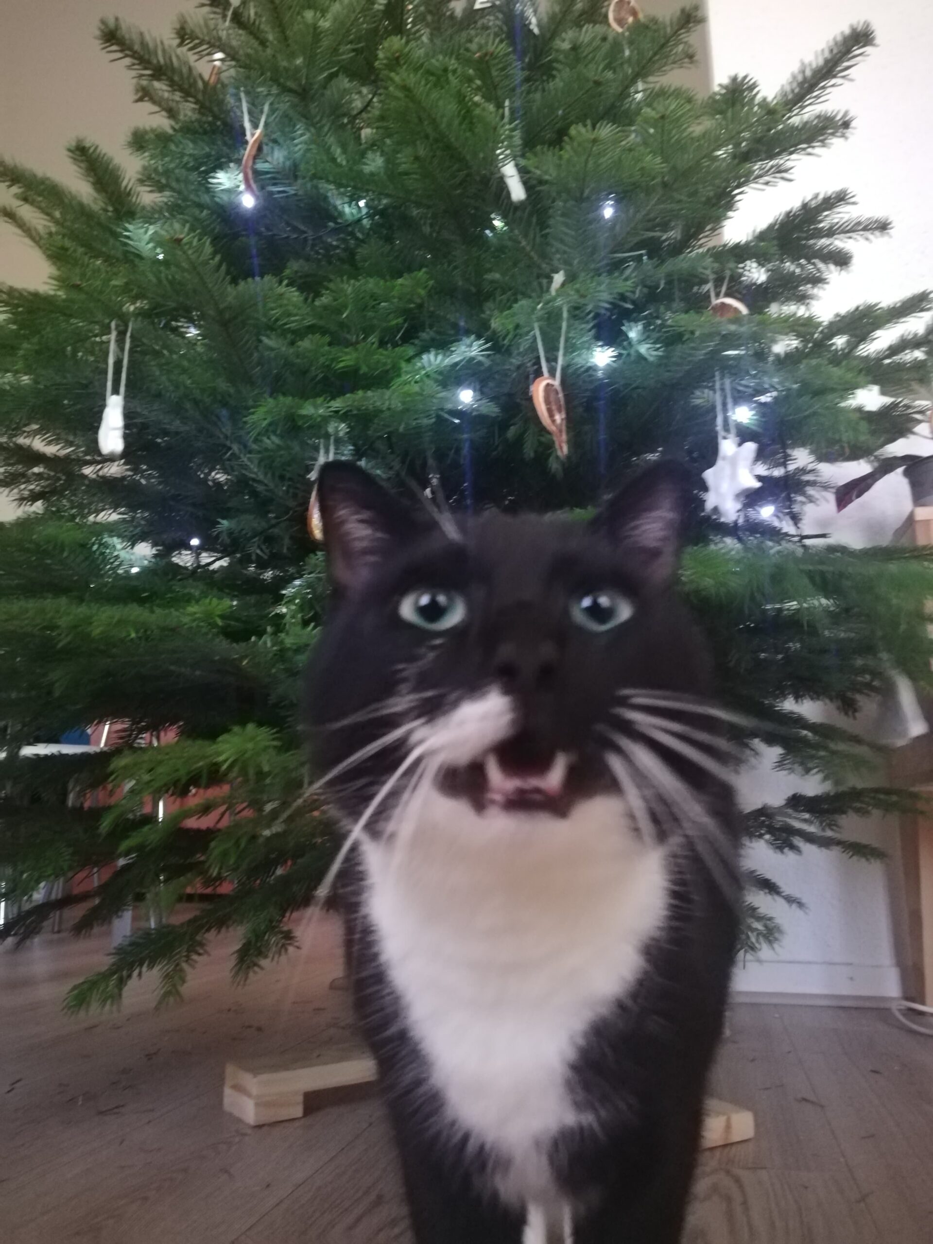 Au premier plan un chat noir et blanc qui miaule. Derrière lui, un sapin de Noël tout décoré.