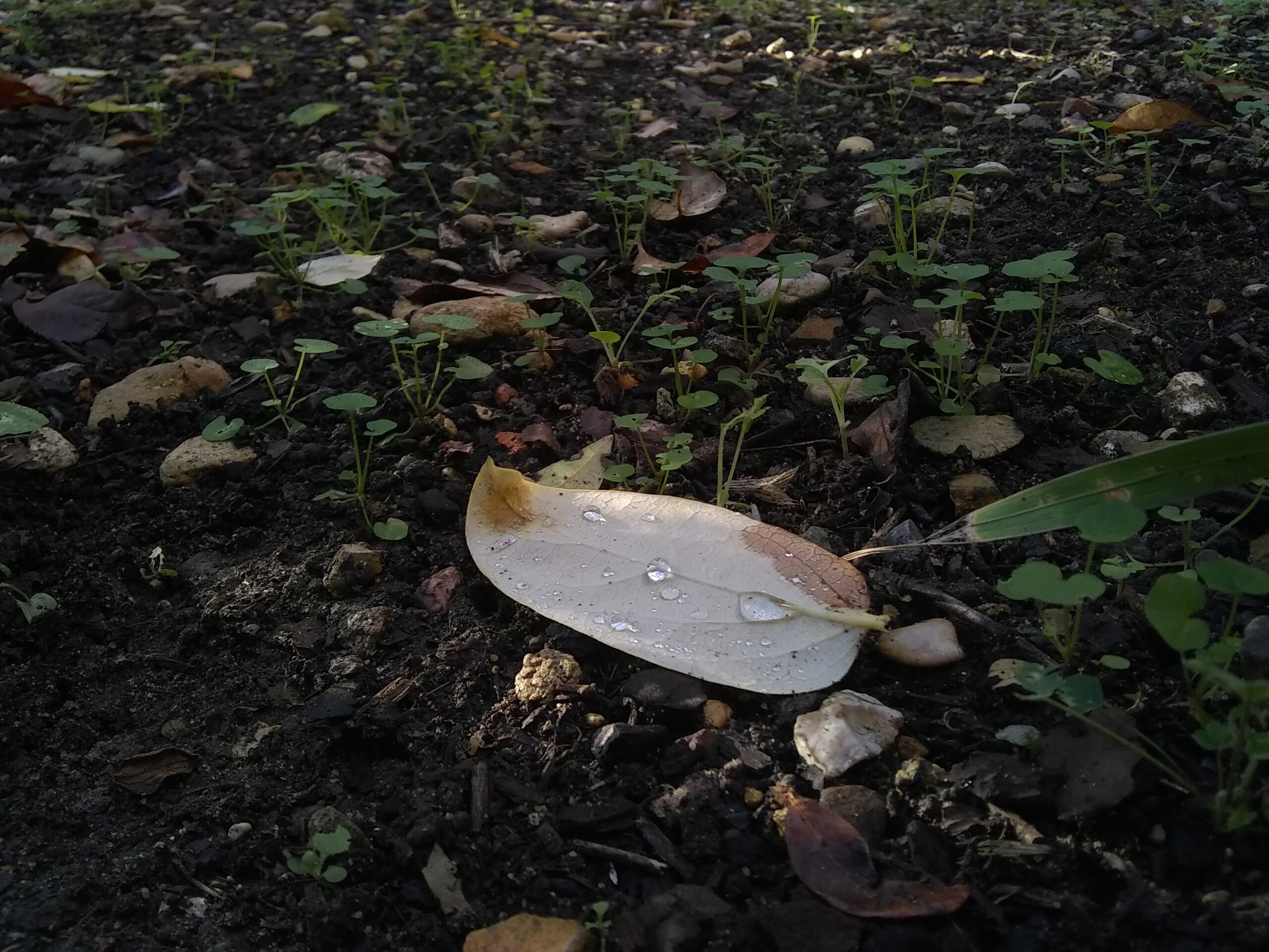 La terre du sol d'une foret, sur lequel repose une feuille recouverte de rosée. Des petites pousses de plantes entourent cette feuille.