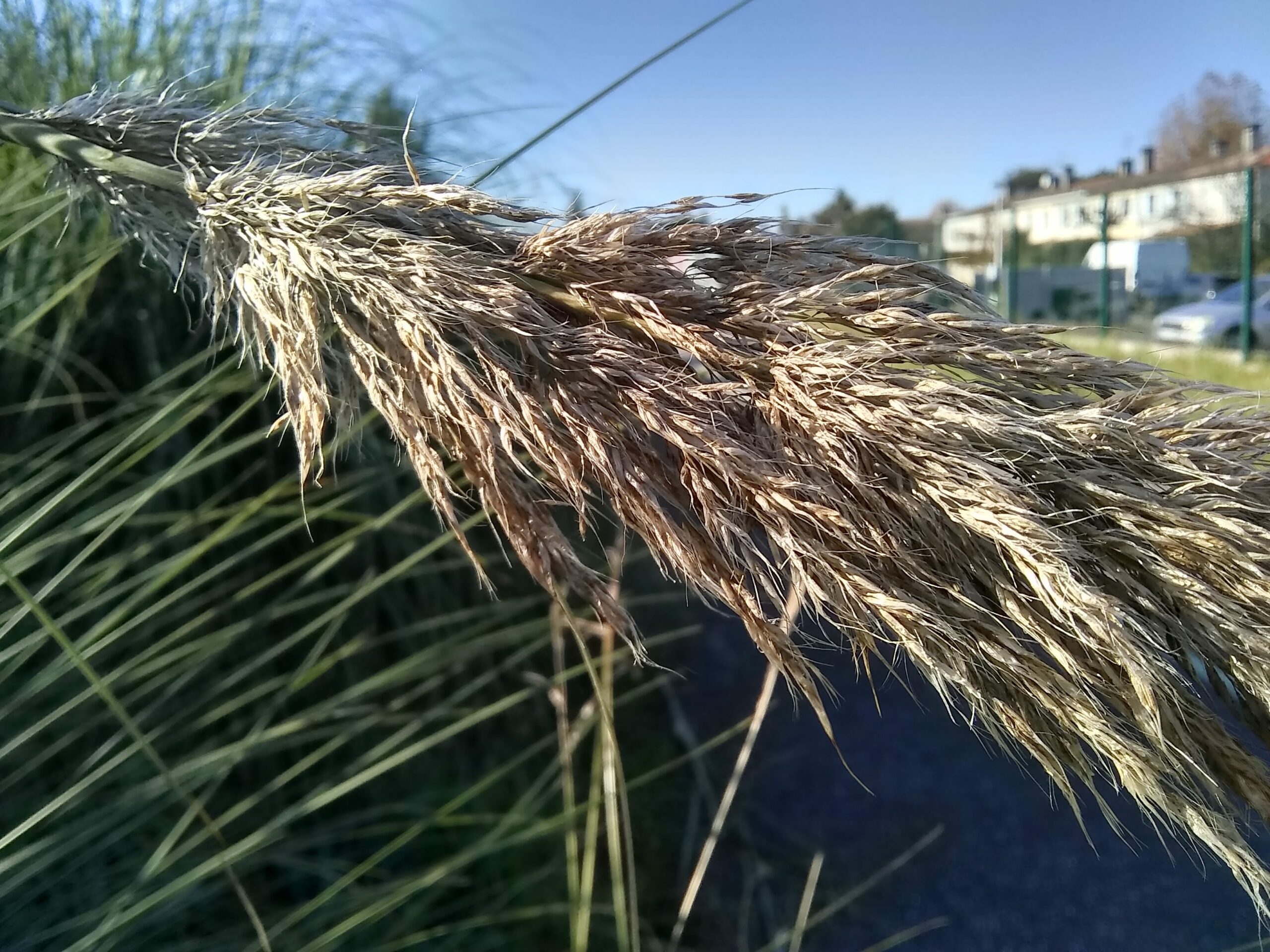 Photo d'un roseau à plumes