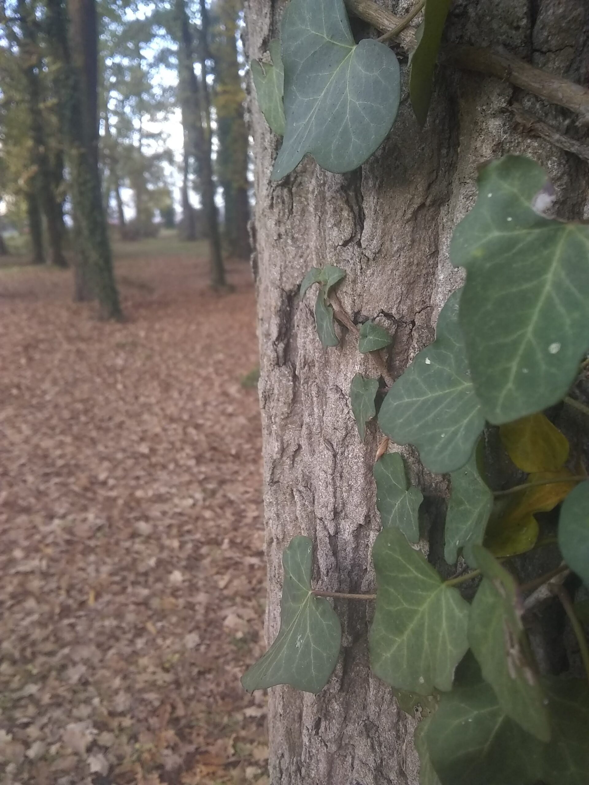 Ecorce d'arbre près de l'appatement