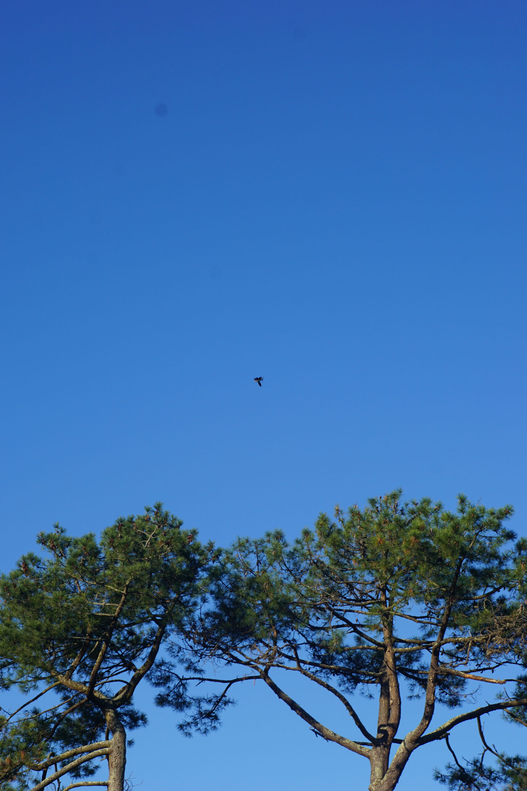 Photographie de cimes de pins survolées par un oiseau. Le ciel est bleu et dégagé.