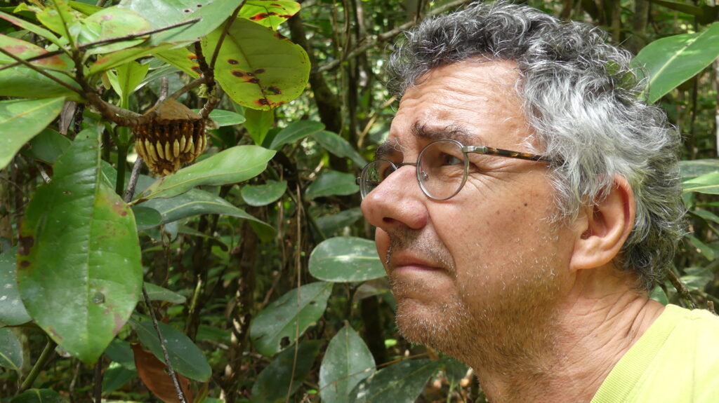 Le chercheur observe de près un groupe de guêpes accrochées à une branche d'arbre.