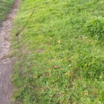 Sentier en terre bordé d'herbes.