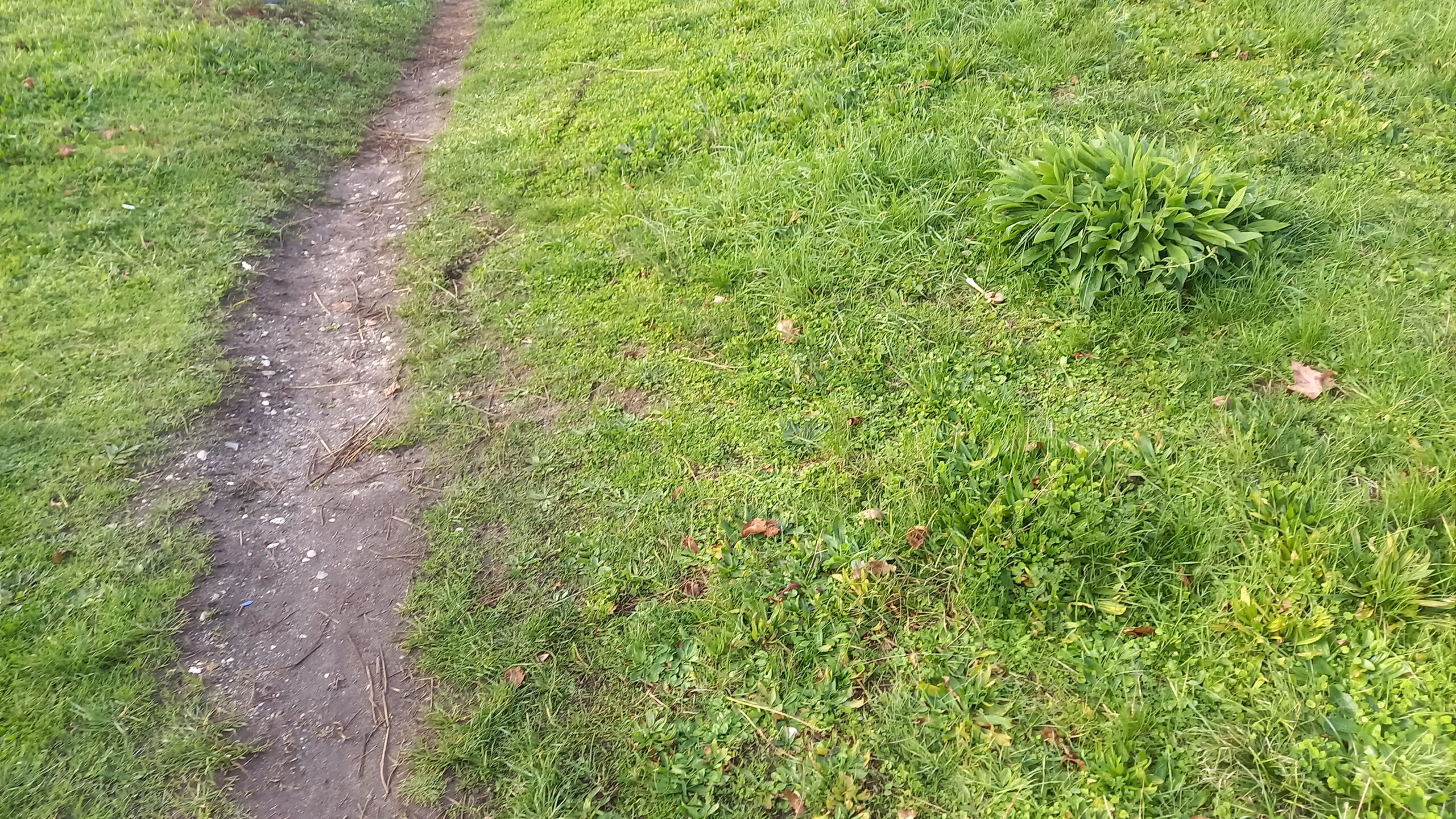 Sentier en terre bordé d'herbes.