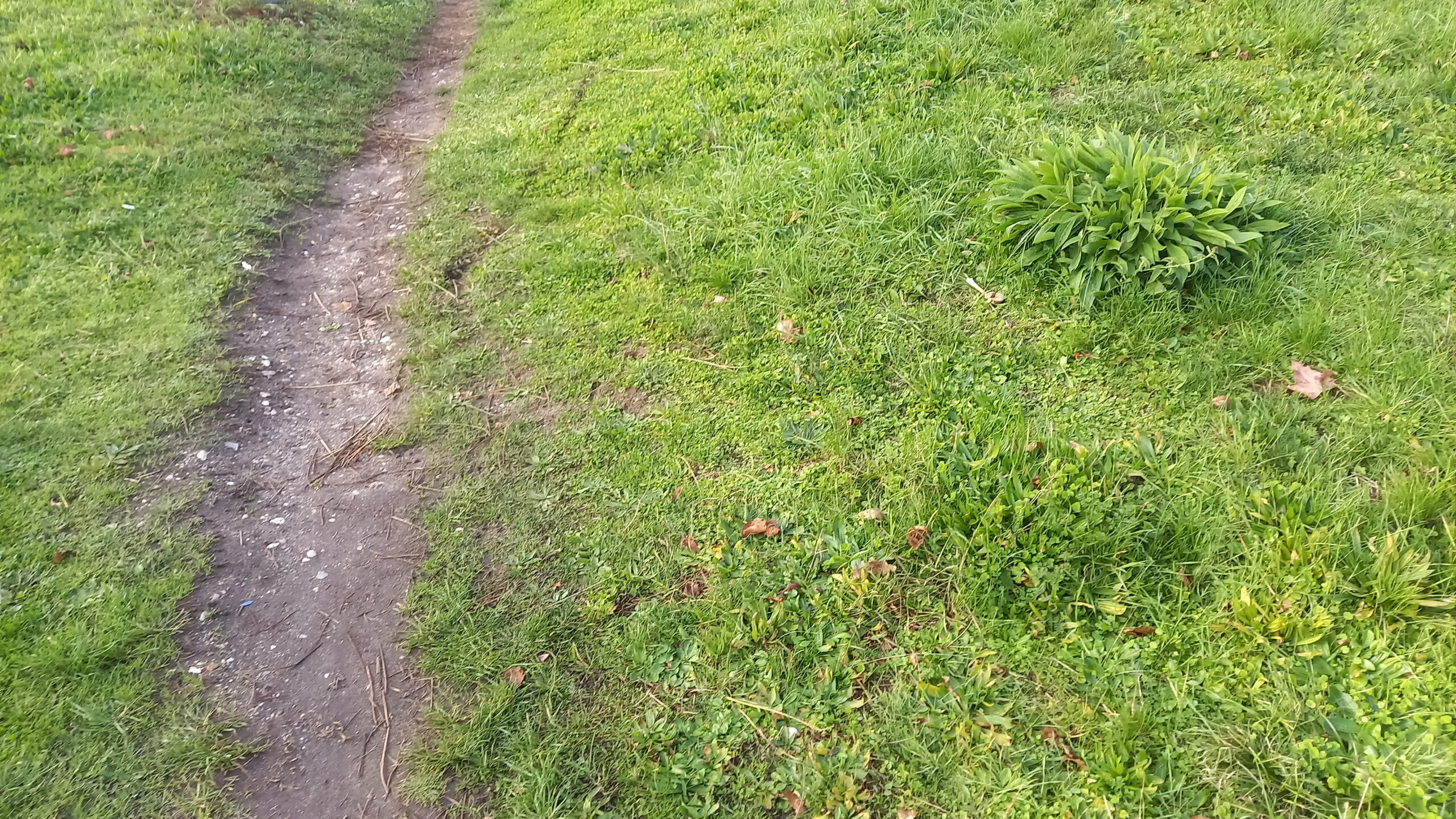 Sentier en terre bordé d'herbes.