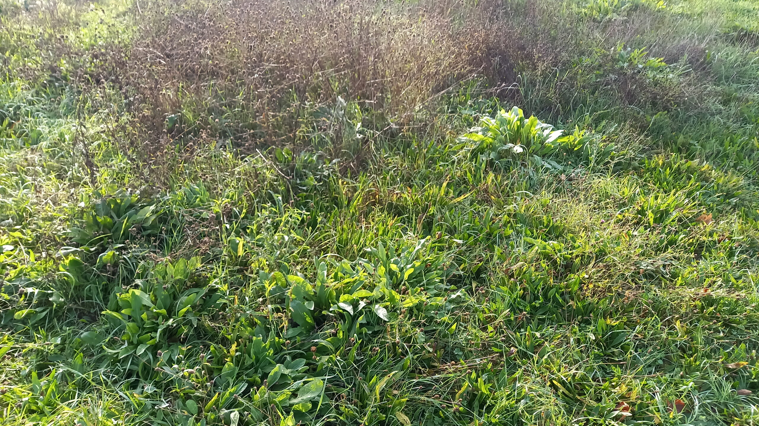 Herbes et diverses plantes sauvages.