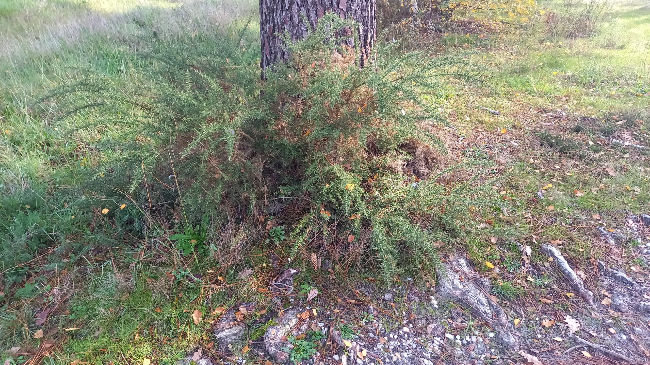 Ajonc au pied d'un arbre.