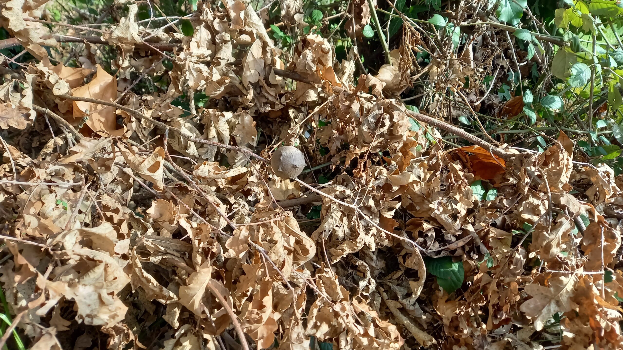 Branche morte au sol.