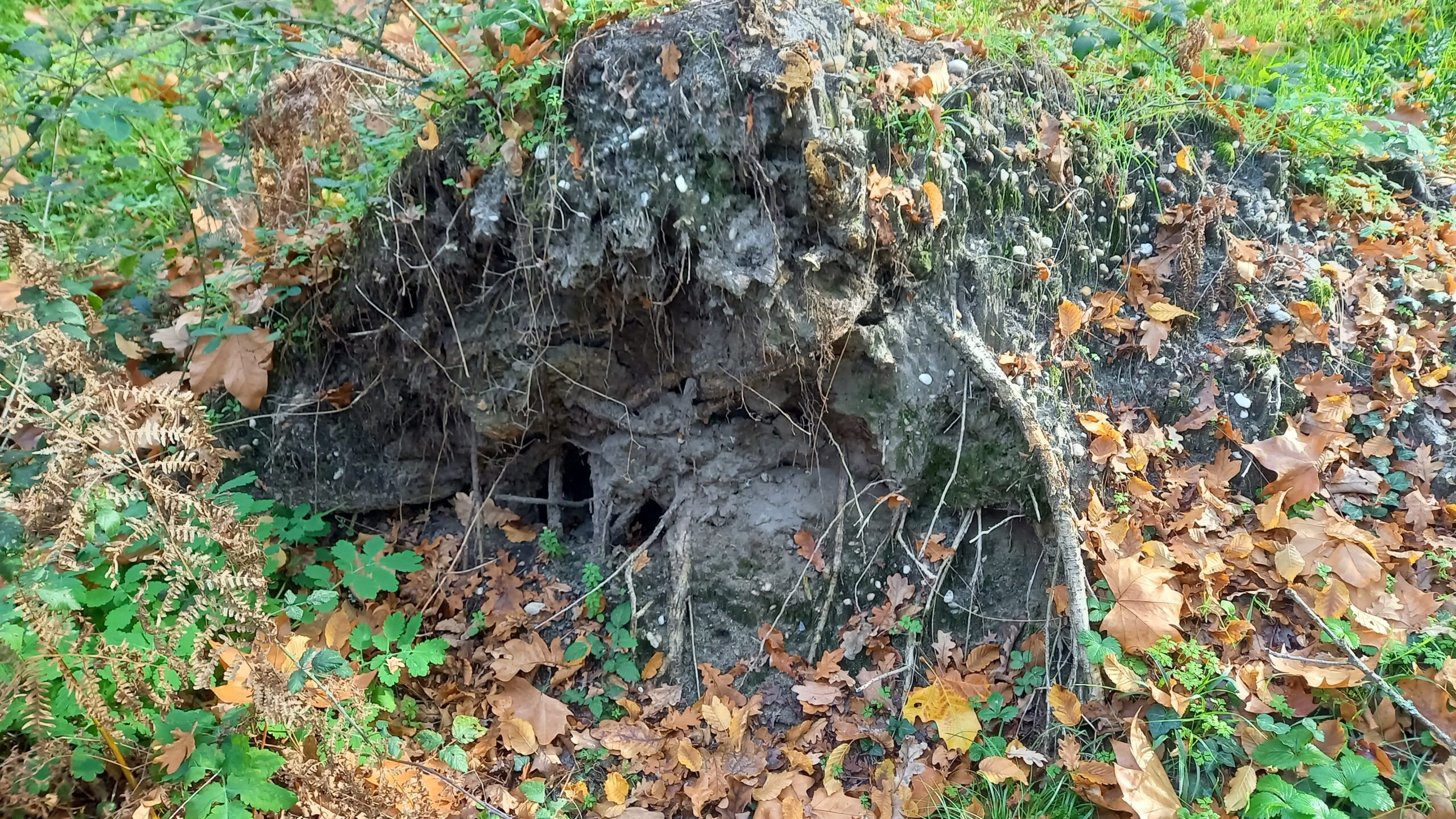 Souche déracinée d'un arbre.