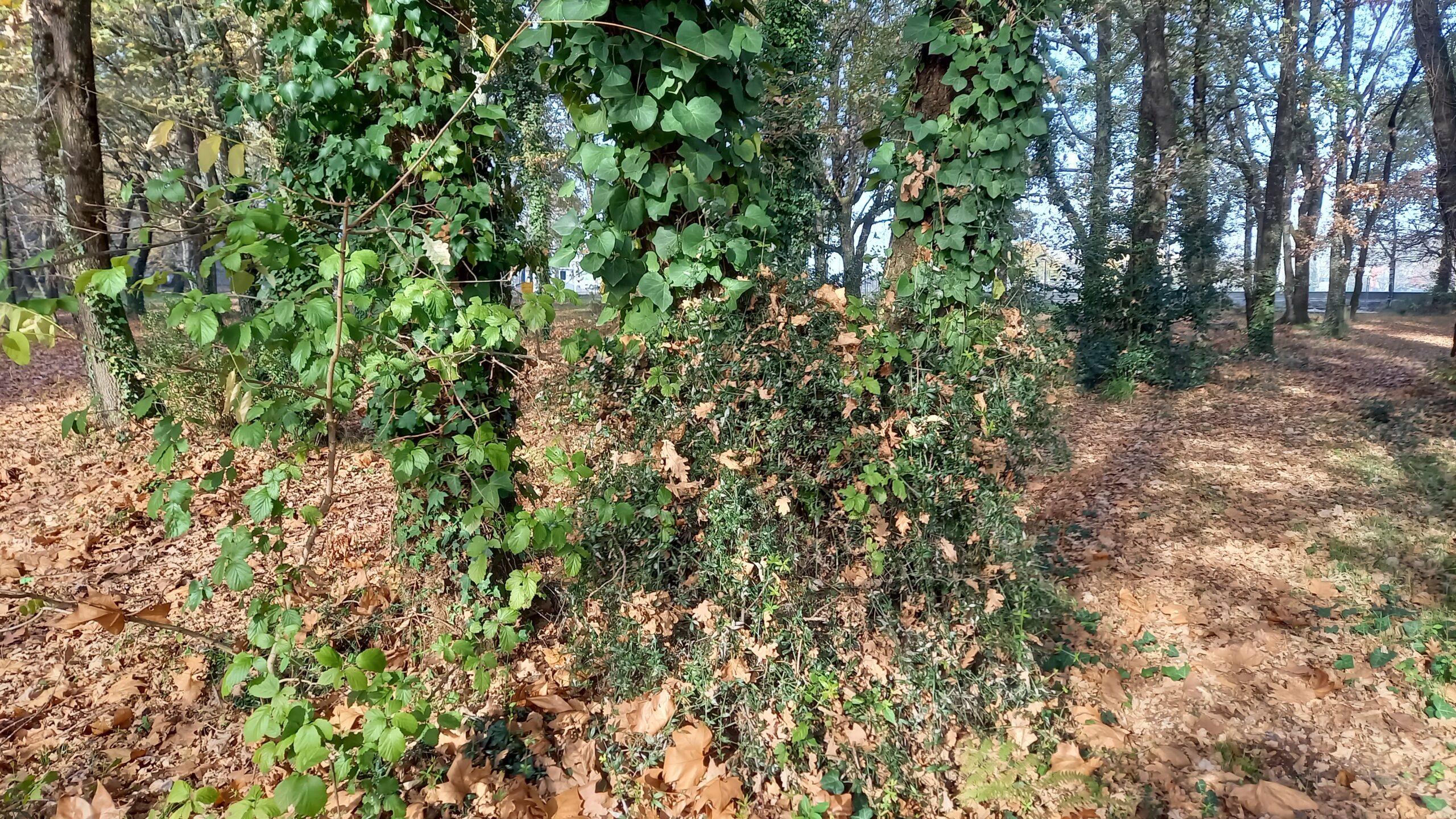 Troncs d'arbres envahis par le lierre.