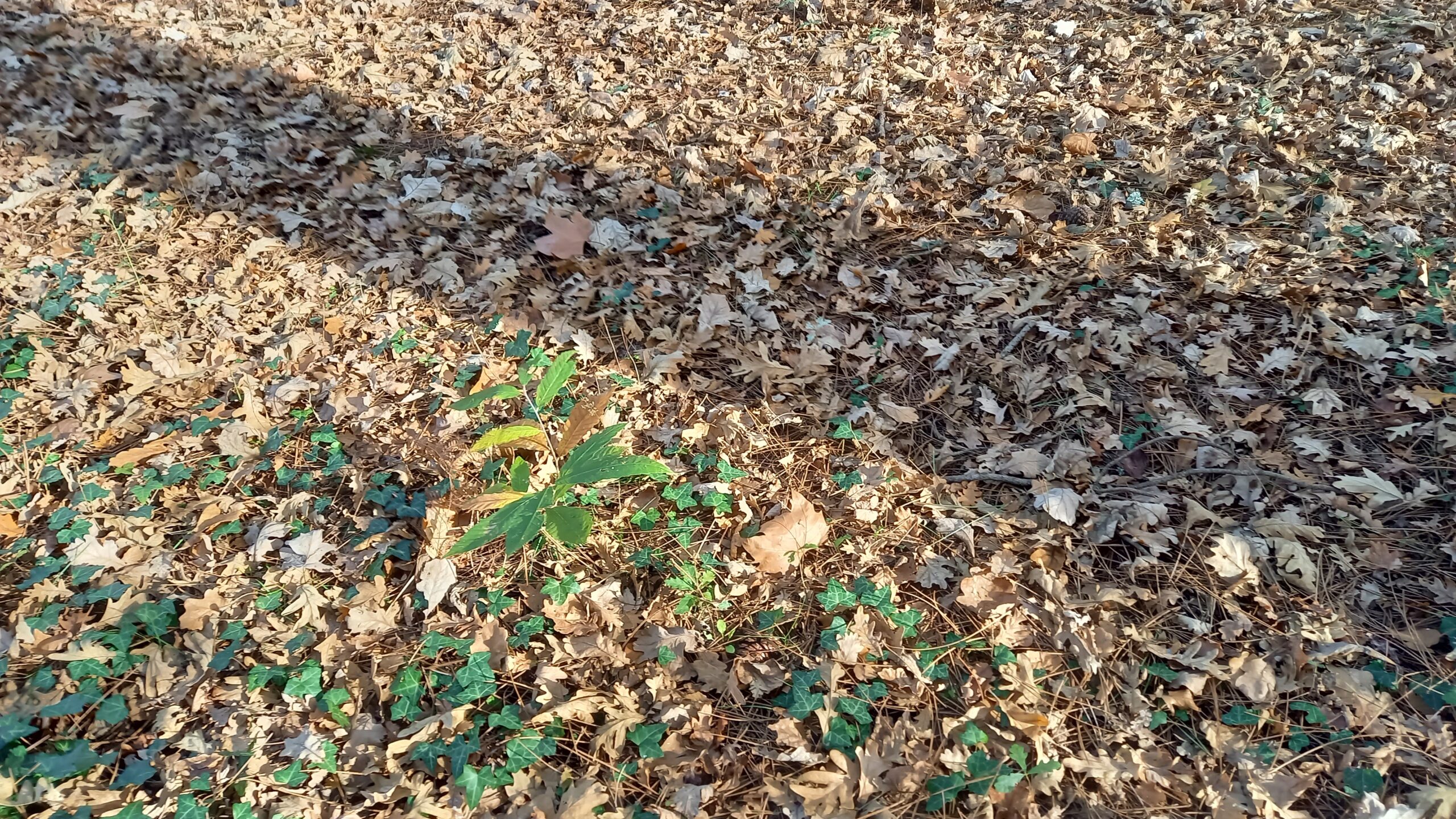 Jeune pousse d'arbre au milieu de feuilles mortes et ombre d'un arbre.