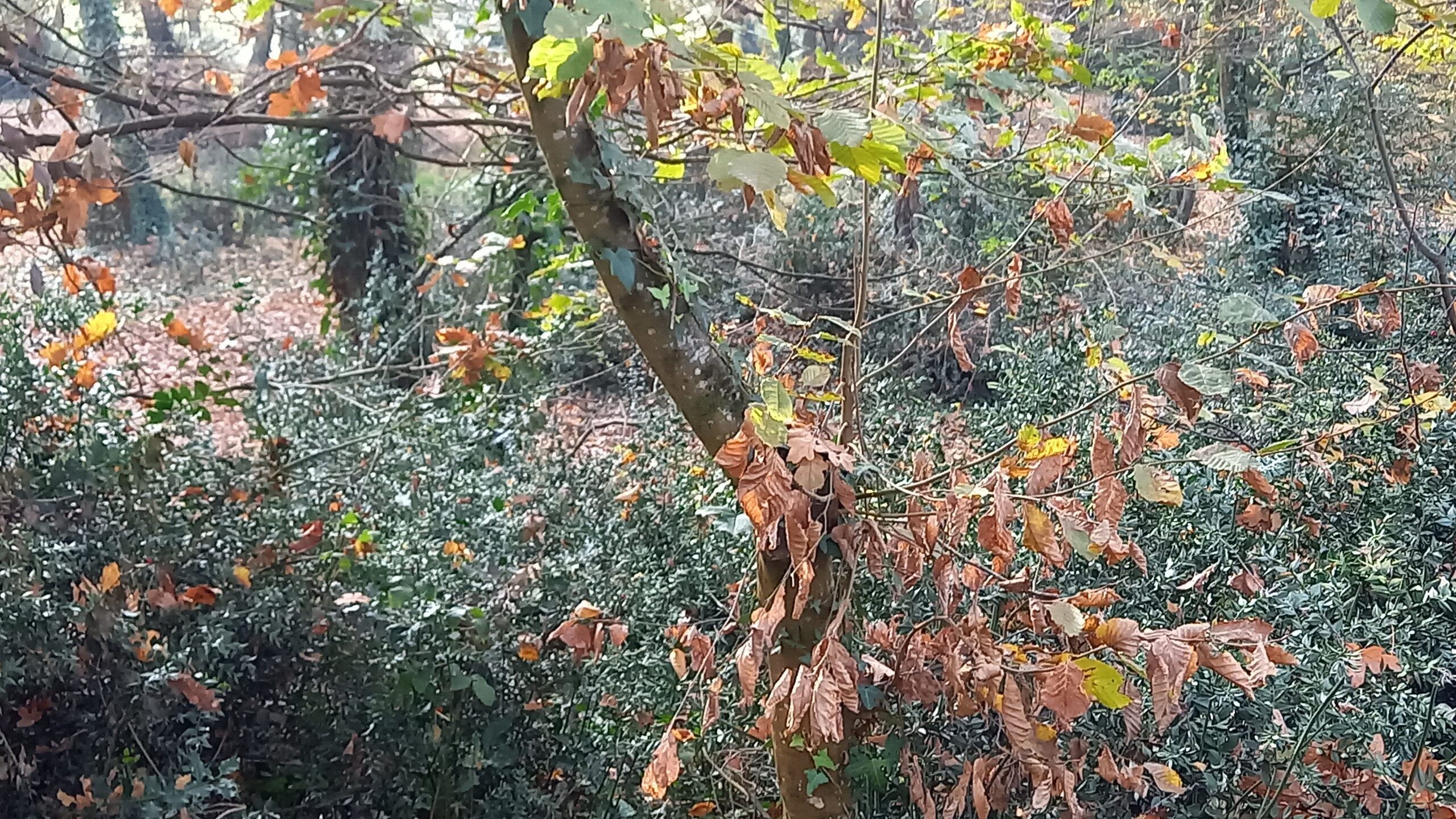 Feuilles mourantes sur les branches d'un jeune arbre.