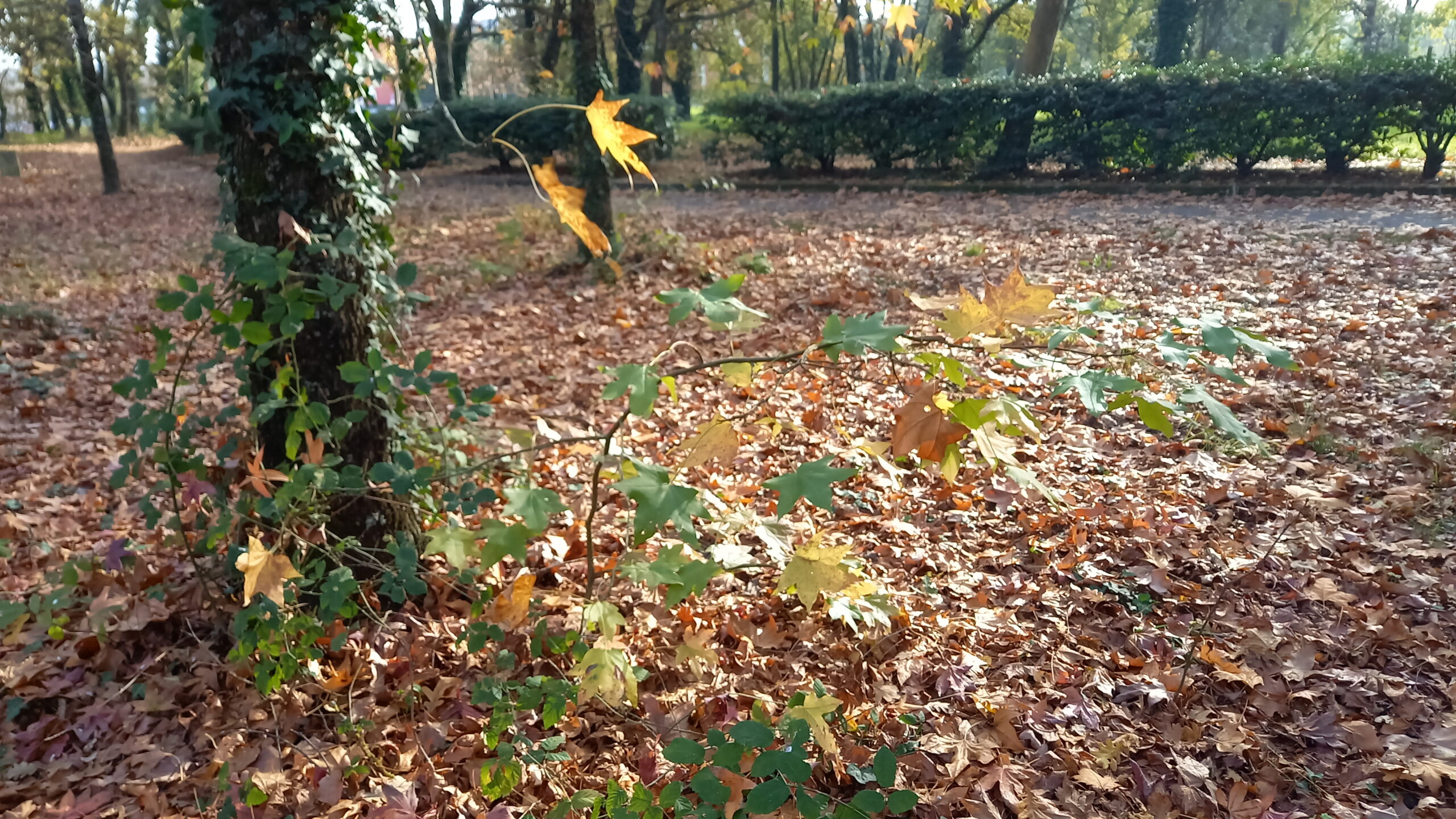 Pousse de platane au pied d'un autre arbre, entouré de feuilles mortes.