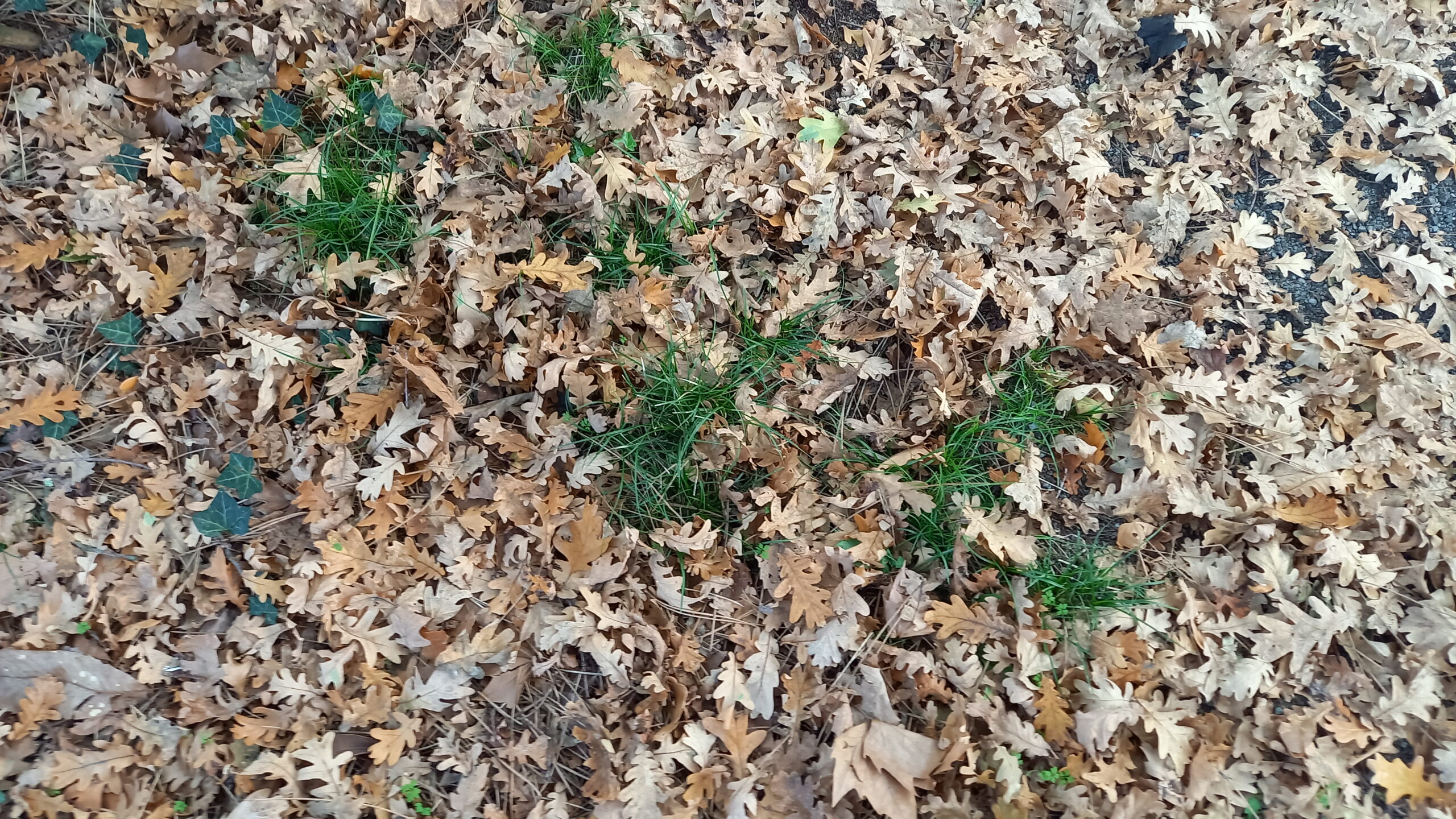 Herbes au milieu de feuilles mortes.