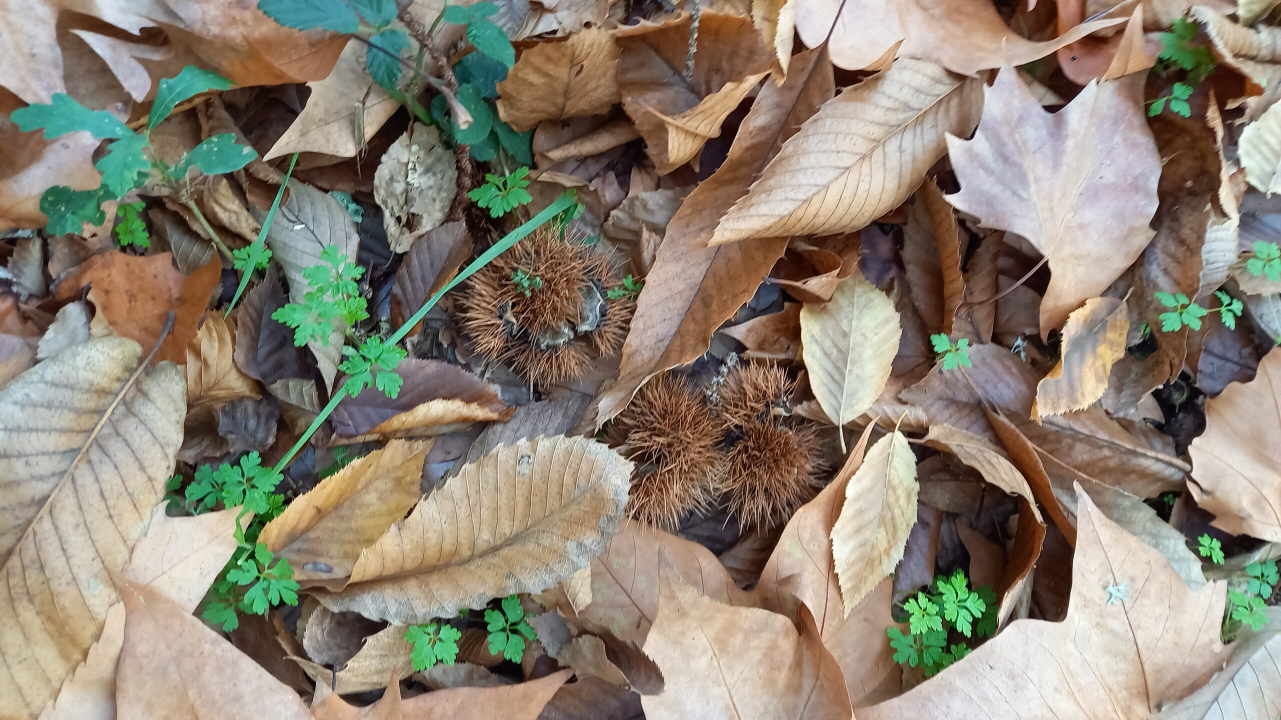 Bogues de châtaignes ouvertes et feuilles mortes.