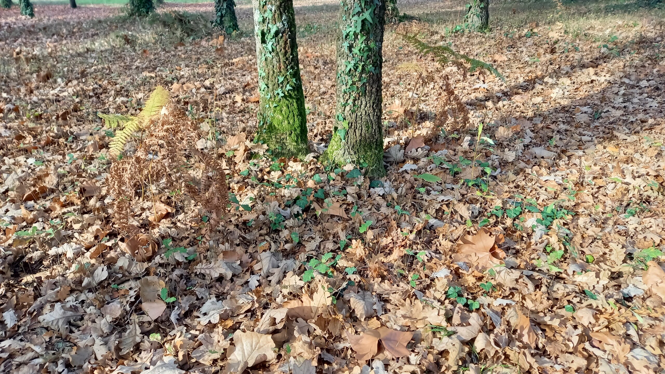 Fougères mortes près de deux arbres.