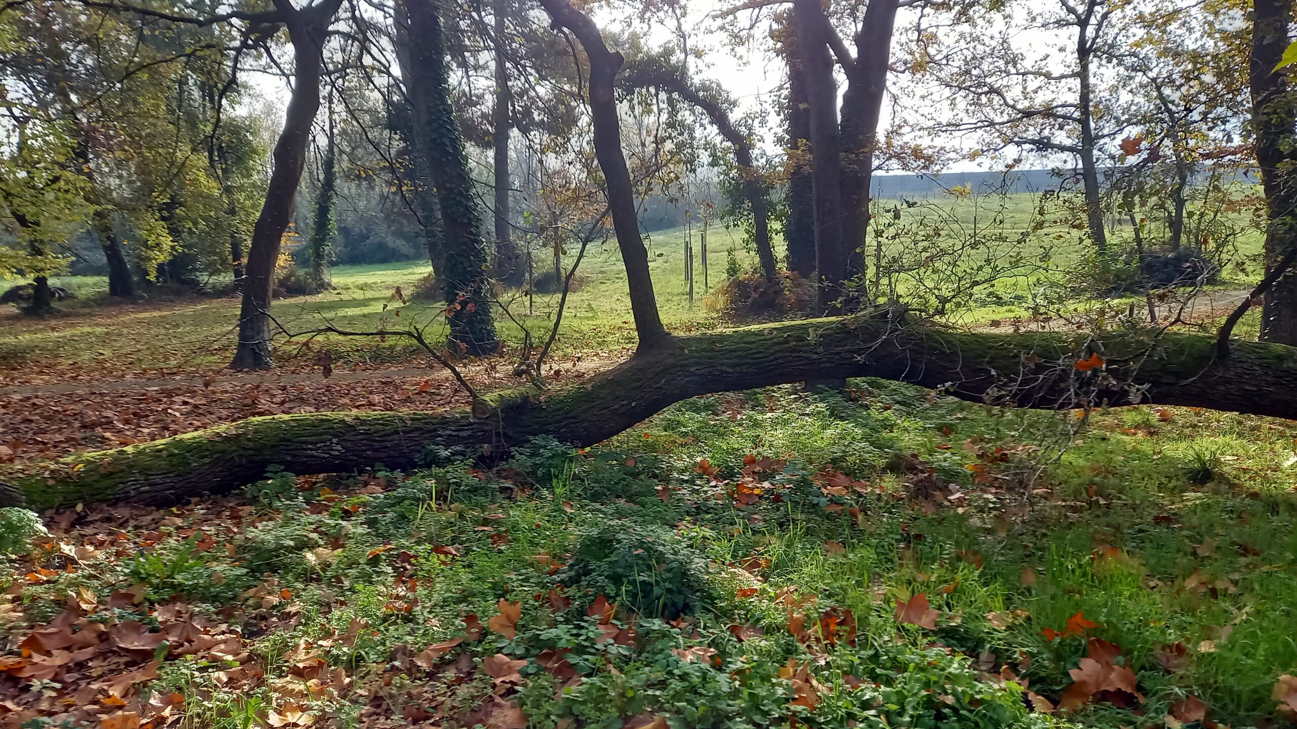 Arbre tombé, couché au sol.