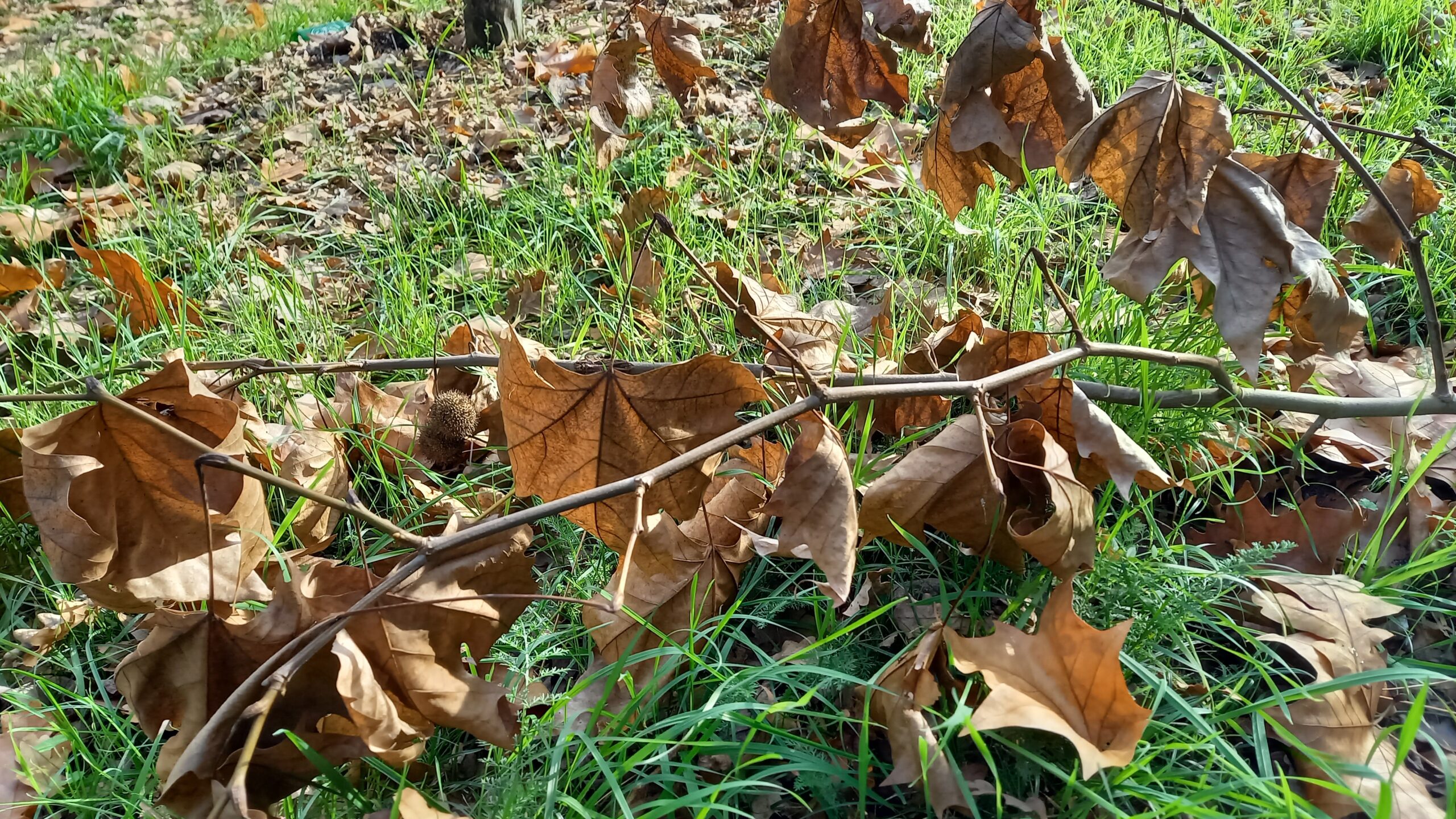 Branche morte sur de l'herbe.