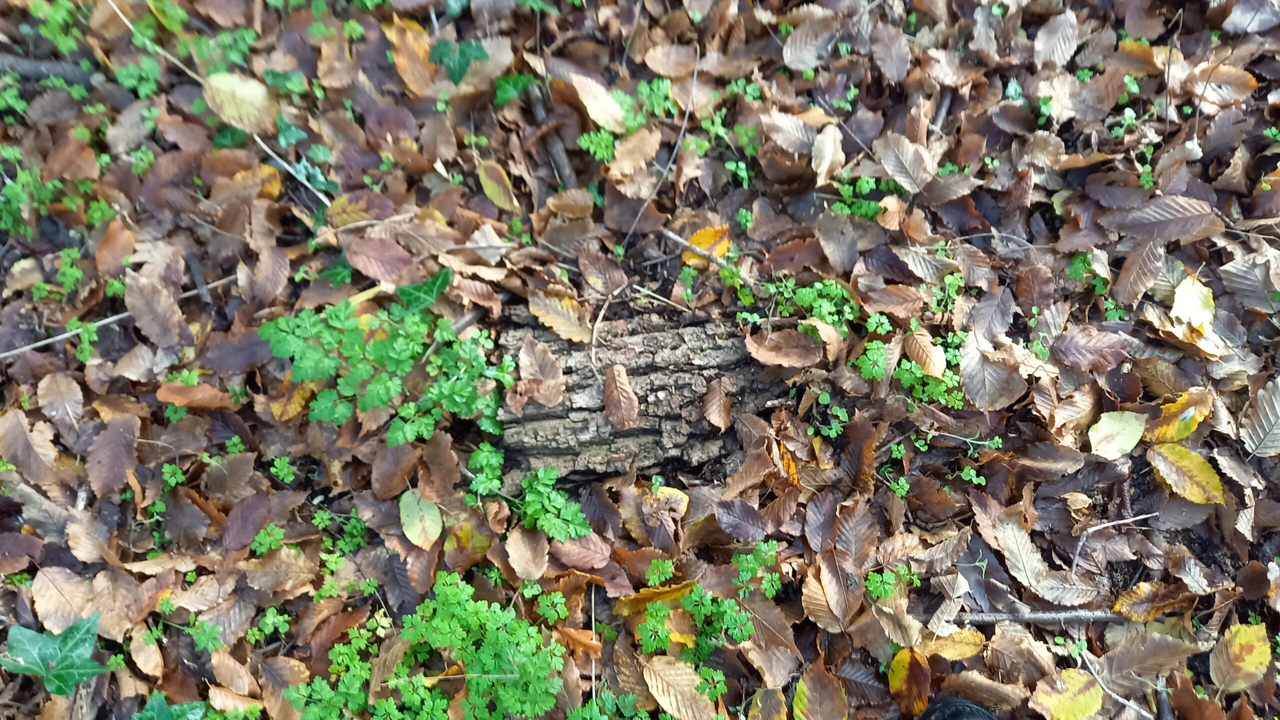 Morceau d'écorce au sol recouvert de feuilles mortes.