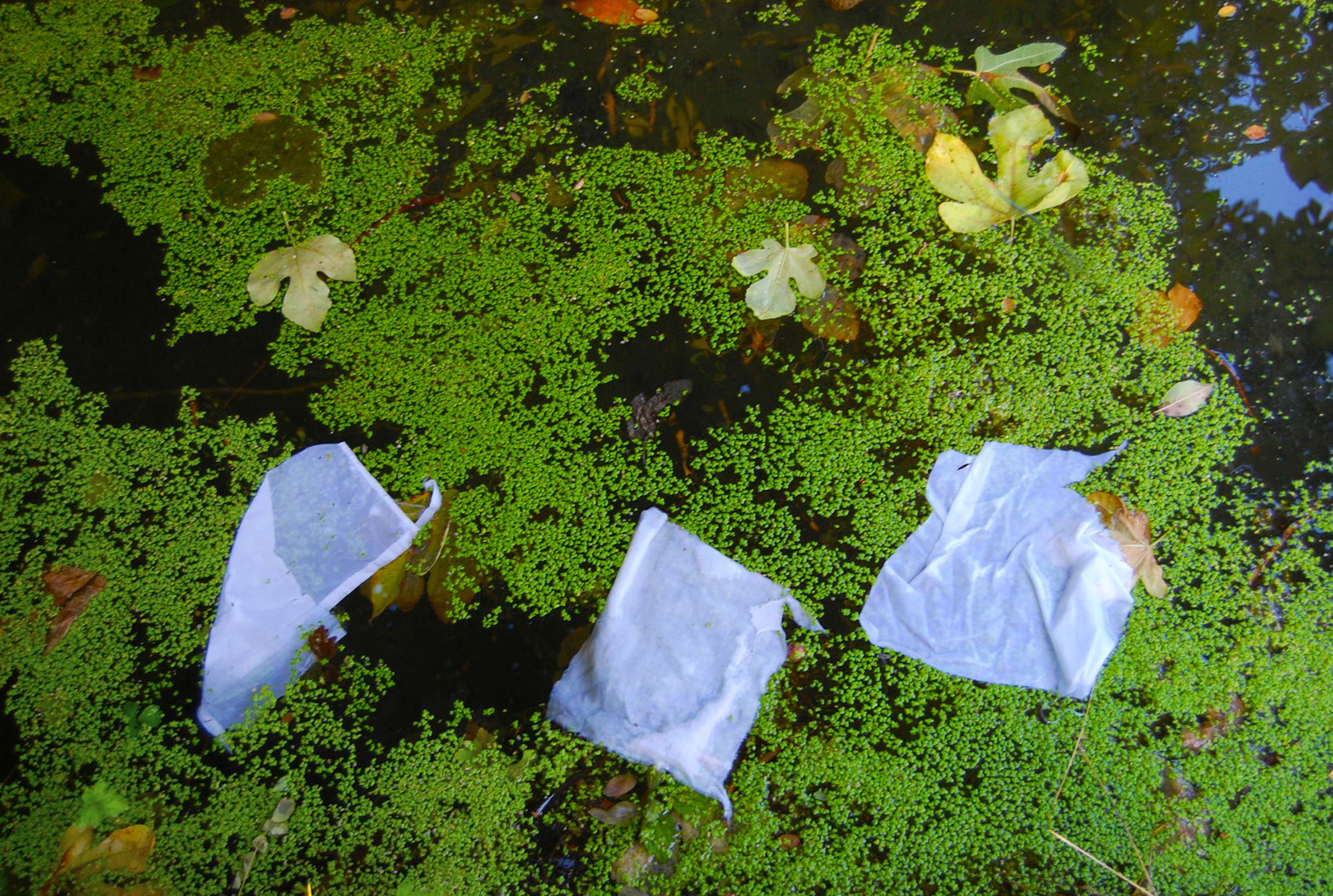 Œuvre de l'artiste Deborah Bowman, Trois morceaux de lin, lentilles d’eau et feuilles de figuier, Lavoir Lafuge, Pujols sur Dordogne 33. (Lentilles d’Eau : Lavoir Lafuge. EAU DE VIE : LAVOIRS, 2014-2016)