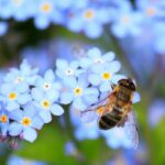 forget me not, hoverfly, fly